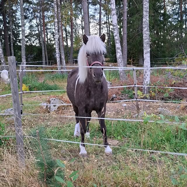 Silverfärgad ponny i hagen bland tallarna