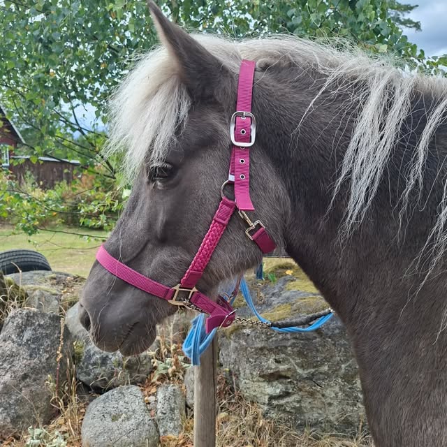 Grå ponny med rosa grimma