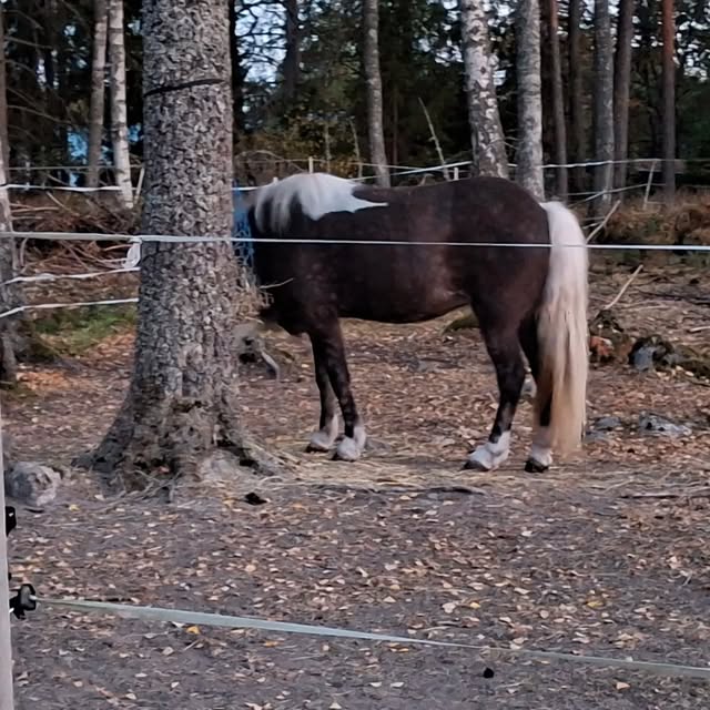 Ponny i skogshagen